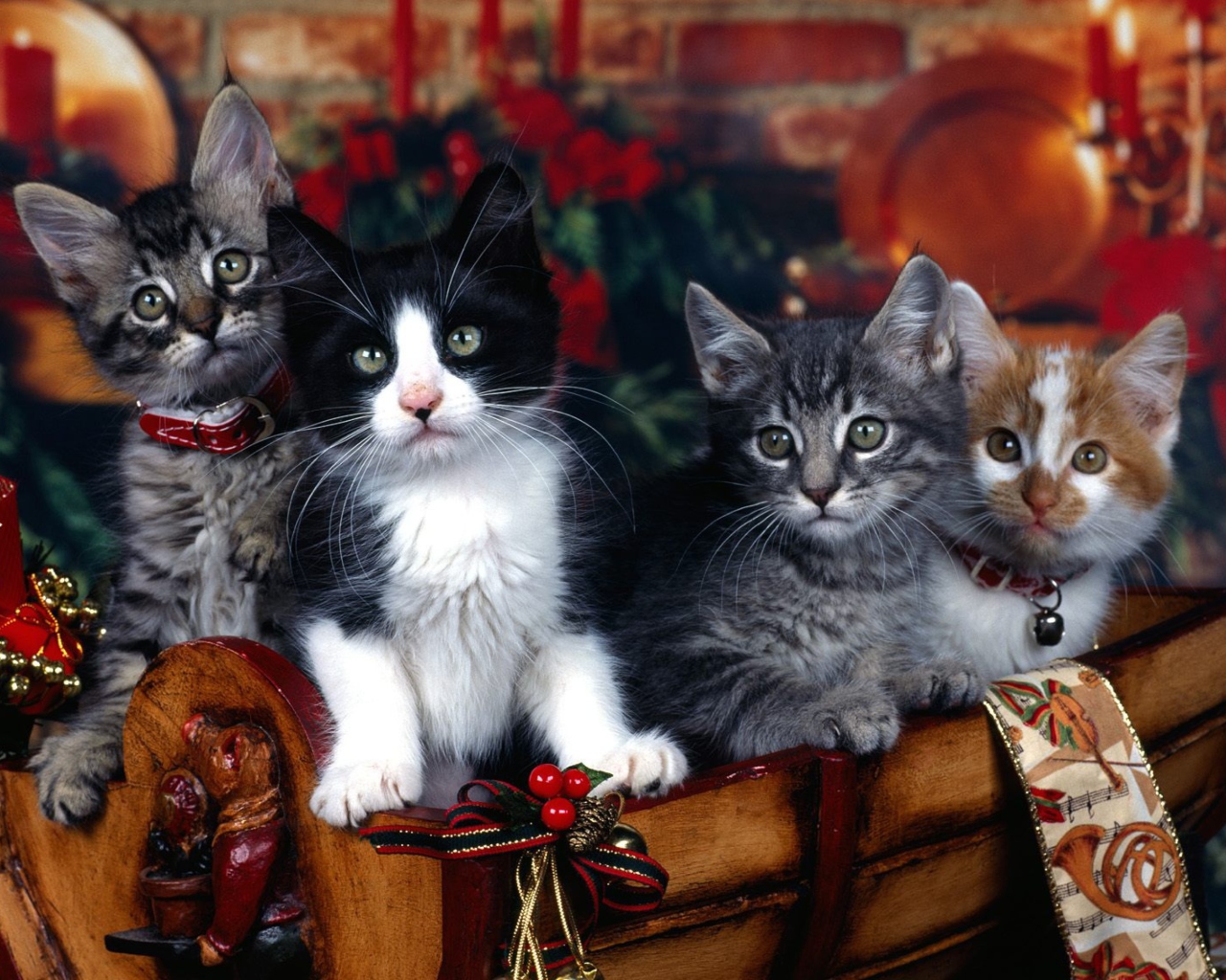Christmas Cats wallpaper 1280x1024
