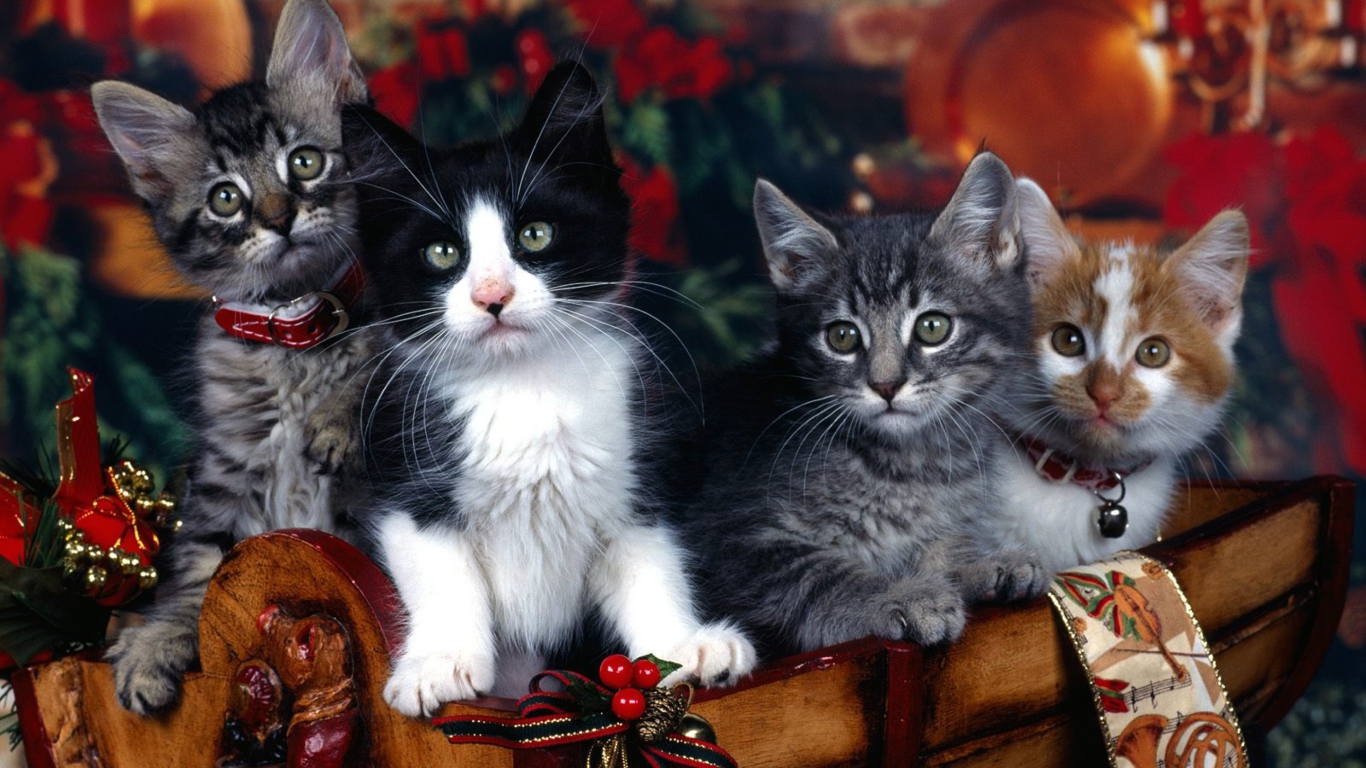 Das Christmas Cats Wallpaper 1366x768