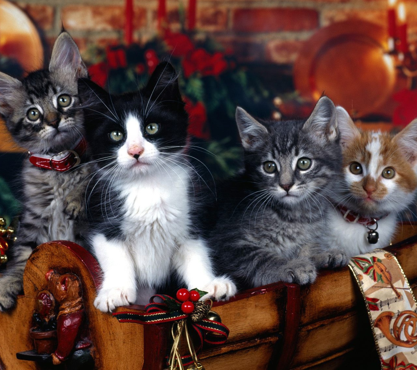 Обои Christmas Cats 1440x1280