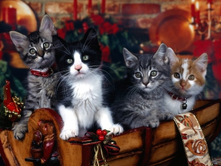 Das Christmas Cats Wallpaper 320x240