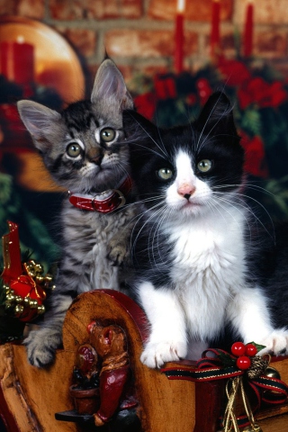 Das Christmas Cats Wallpaper 320x480