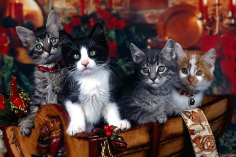 Das Christmas Cats Wallpaper 480x320