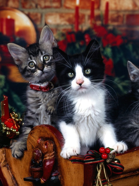 Das Christmas Cats Wallpaper 480x640