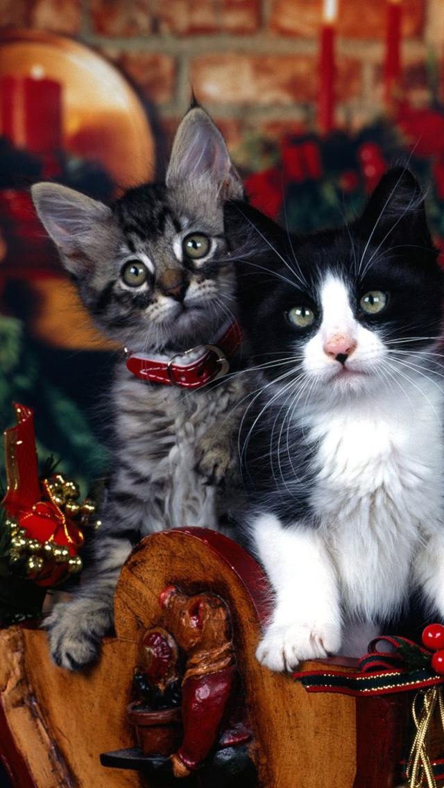 Fondo de pantalla Christmas Cats 640x1136