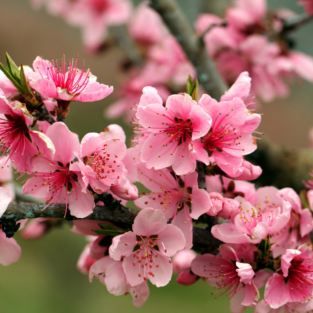 Spring apple tree blossoms wallpaper 1024x1024
