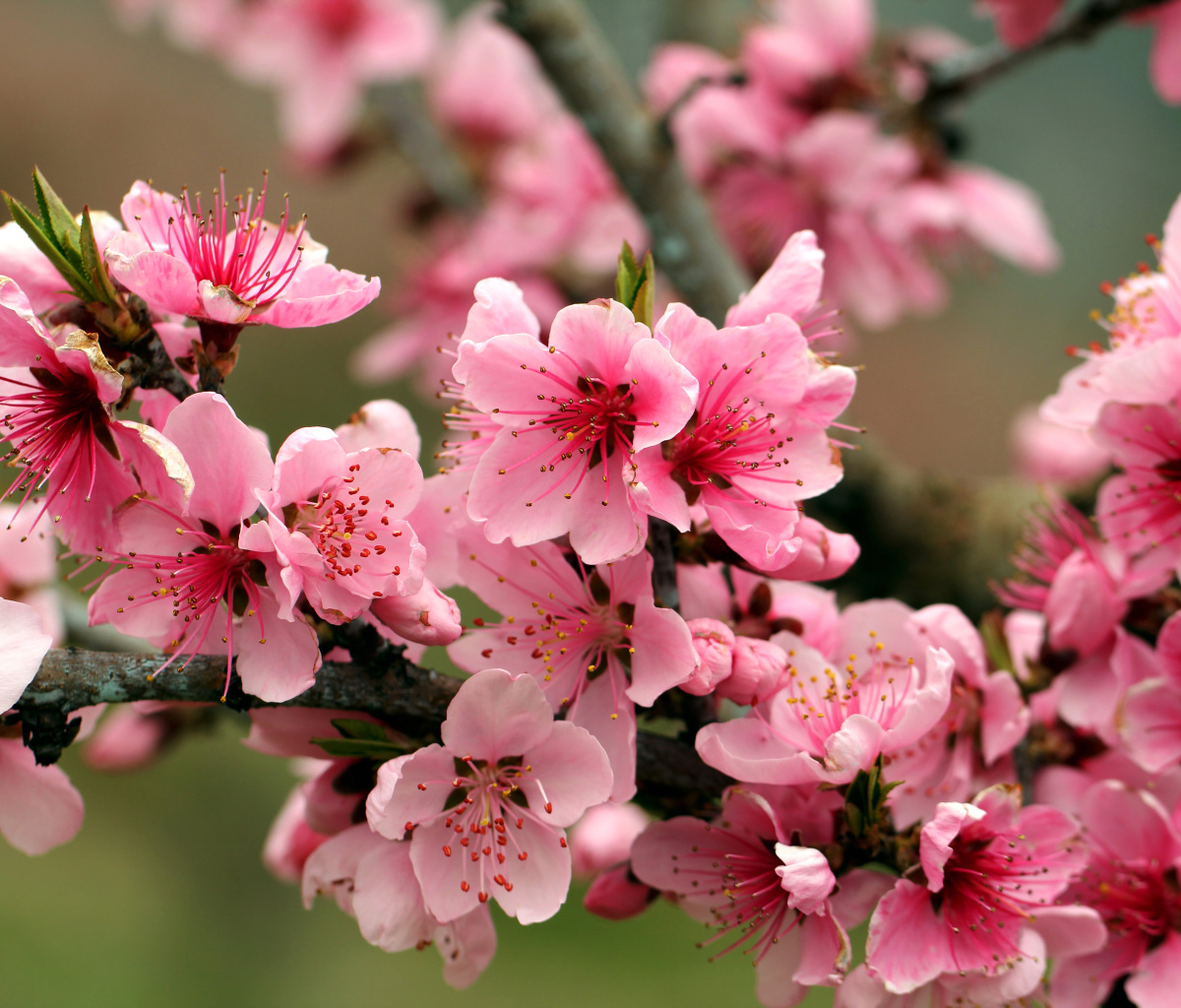 Das Spring apple tree blossoms Wallpaper 1200x1024