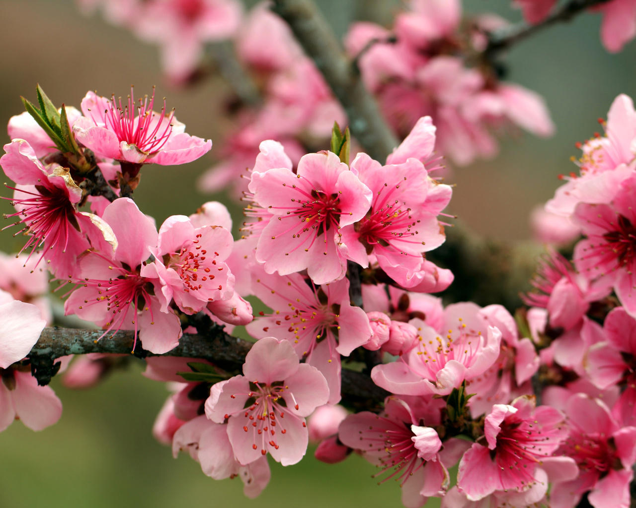 Sfondi Spring apple tree blossoms 1280x1024