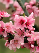 Обои Spring apple tree blossoms 132x176