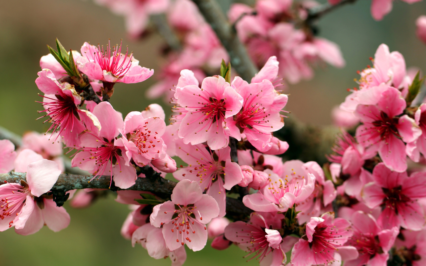 Sfondi Spring apple tree blossoms 1440x900