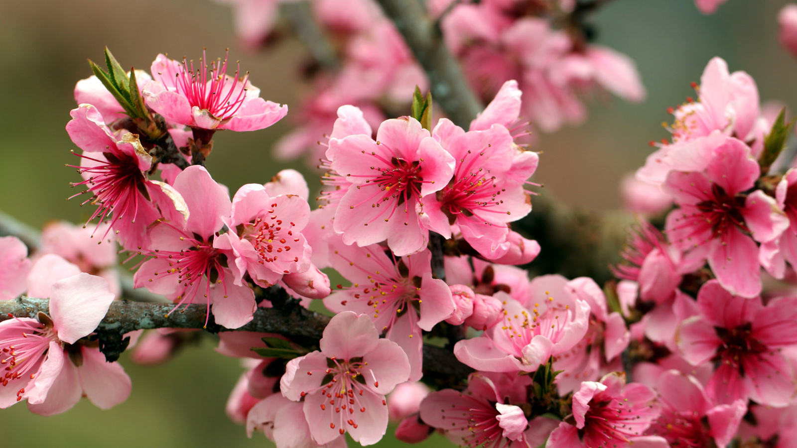 Sfondi Spring apple tree blossoms 1600x900