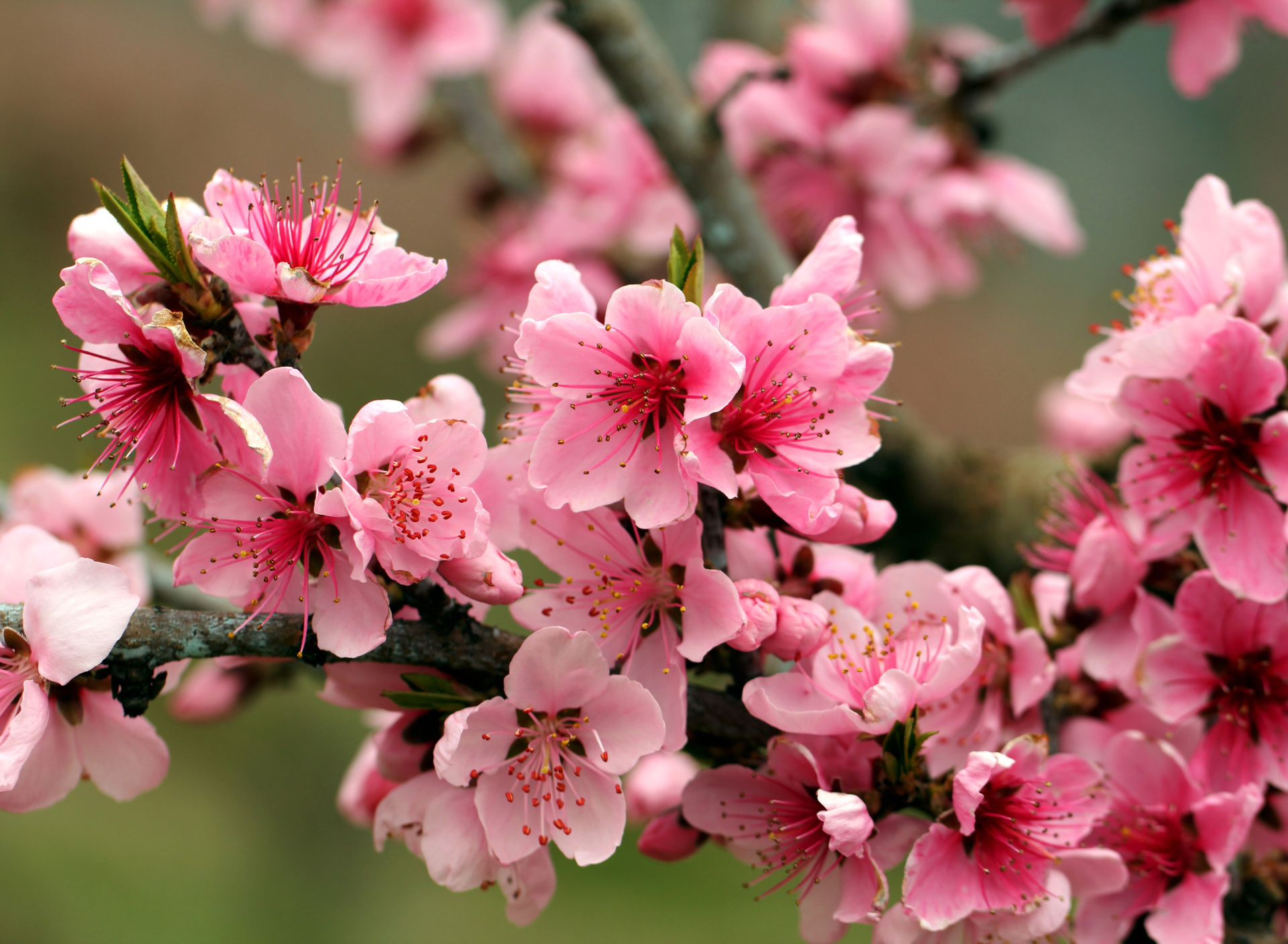 Обои Spring apple tree blossoms 1920x1408