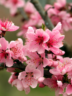 Spring apple tree blossoms screenshot #1 240x320