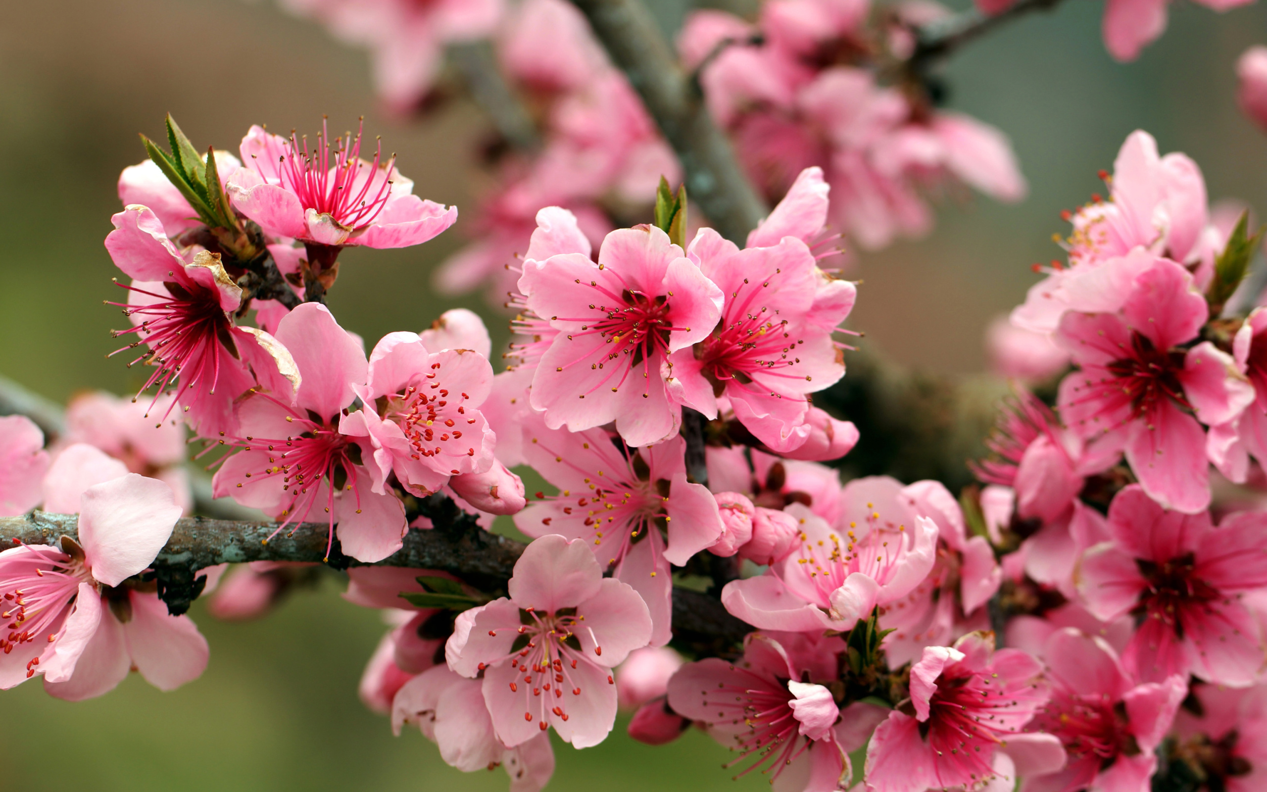 Spring apple tree blossoms wallpaper 2560x1600