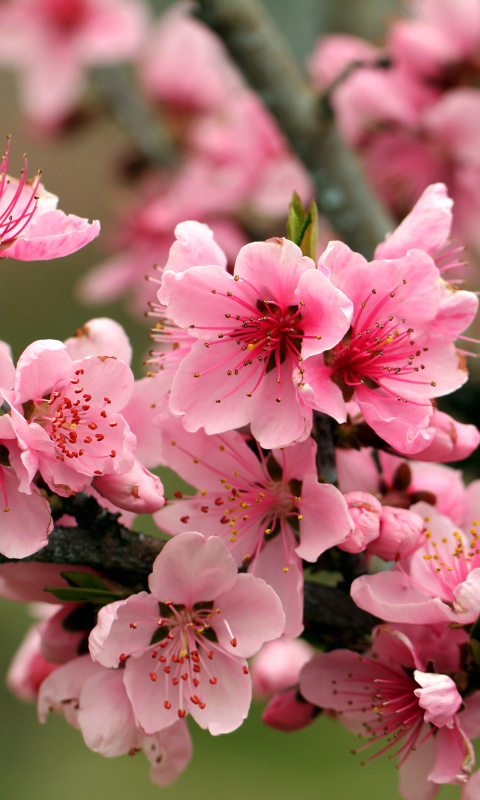 Spring apple tree blossoms screenshot #1 480x800