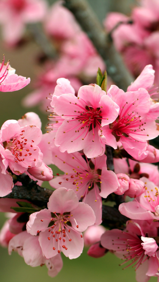 Das Spring apple tree blossoms Wallpaper 640x1136