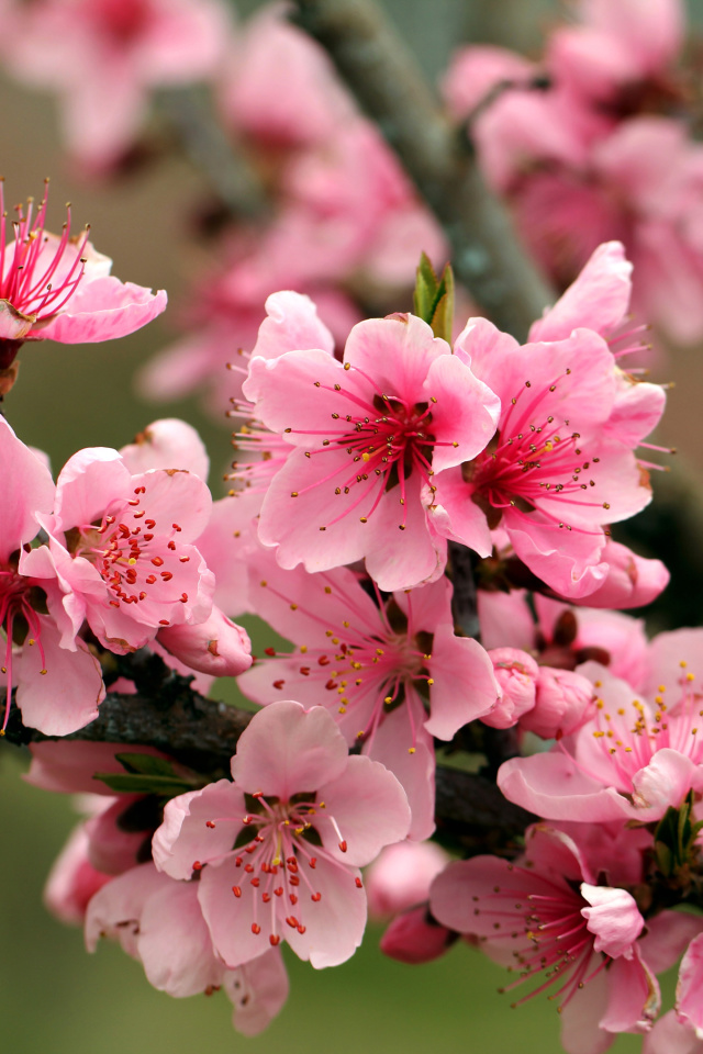 Das Spring apple tree blossoms Wallpaper 640x960