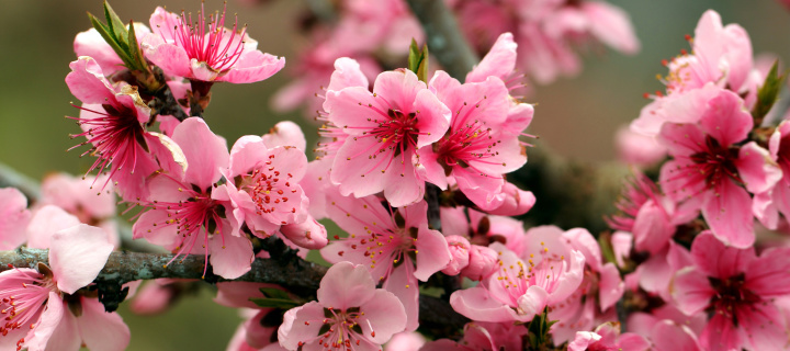 Das Spring apple tree blossoms Wallpaper 720x320