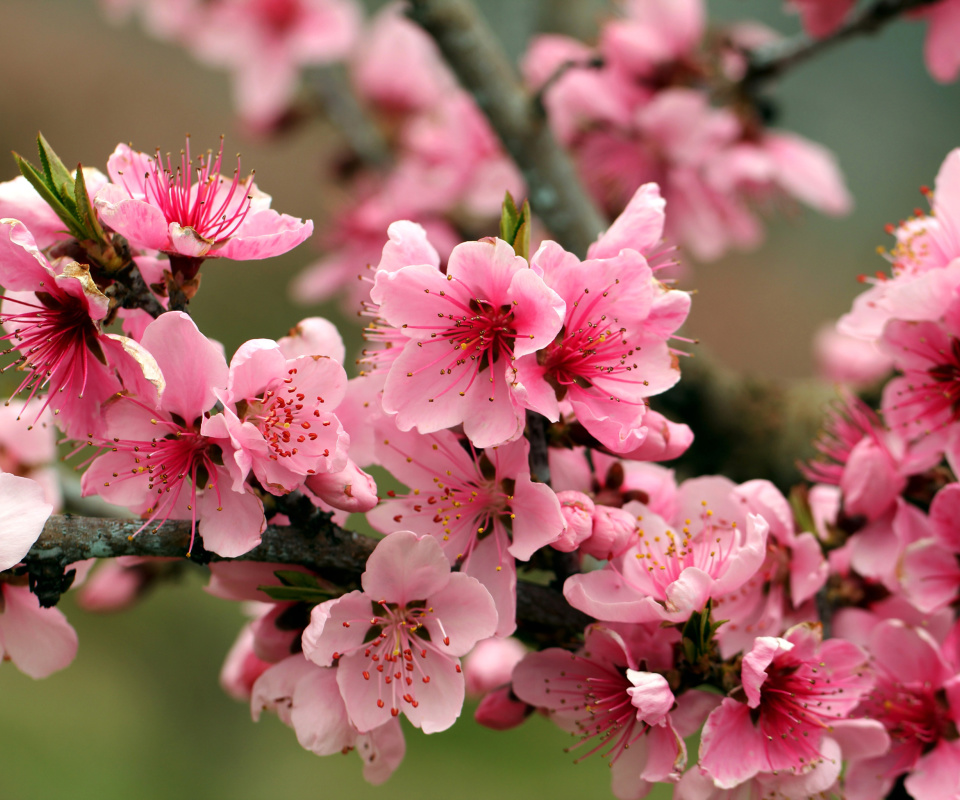 Обои Spring apple tree blossoms 960x800