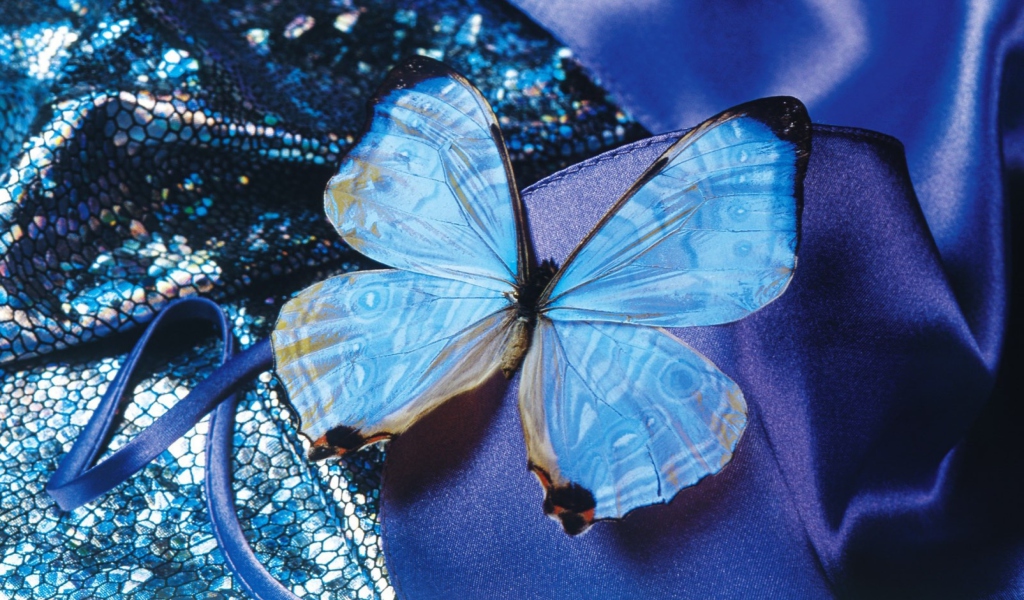 Обои Blue Butterfly 1024x600