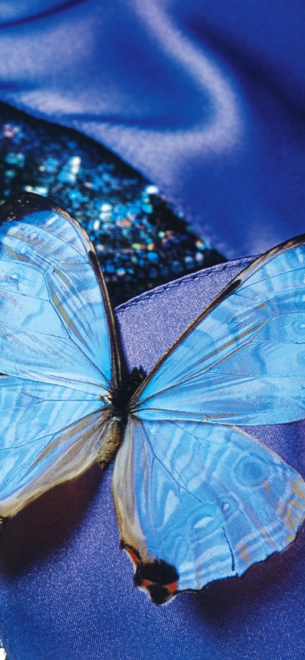 Fondo de pantalla Blue Butterfly 1170x2532