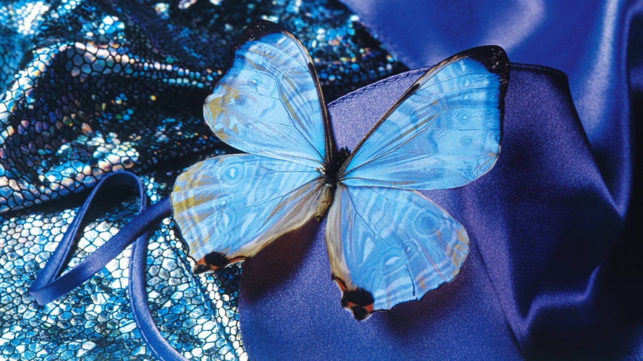 Fondo de pantalla Blue Butterfly 1280x720