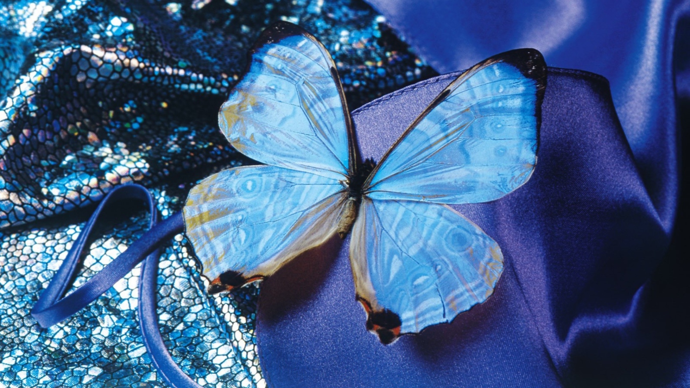 Fondo de pantalla Blue Butterfly 1366x768