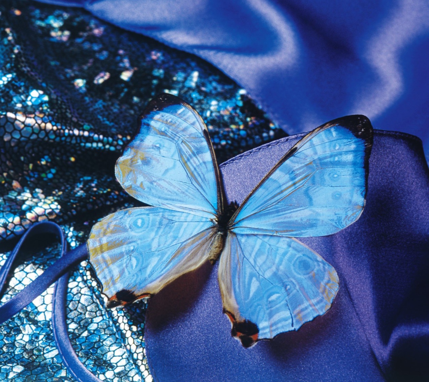 Обои Blue Butterfly 1440x1280