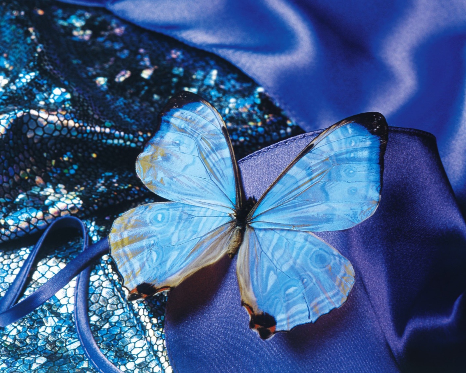 Обои Blue Butterfly 1600x1280