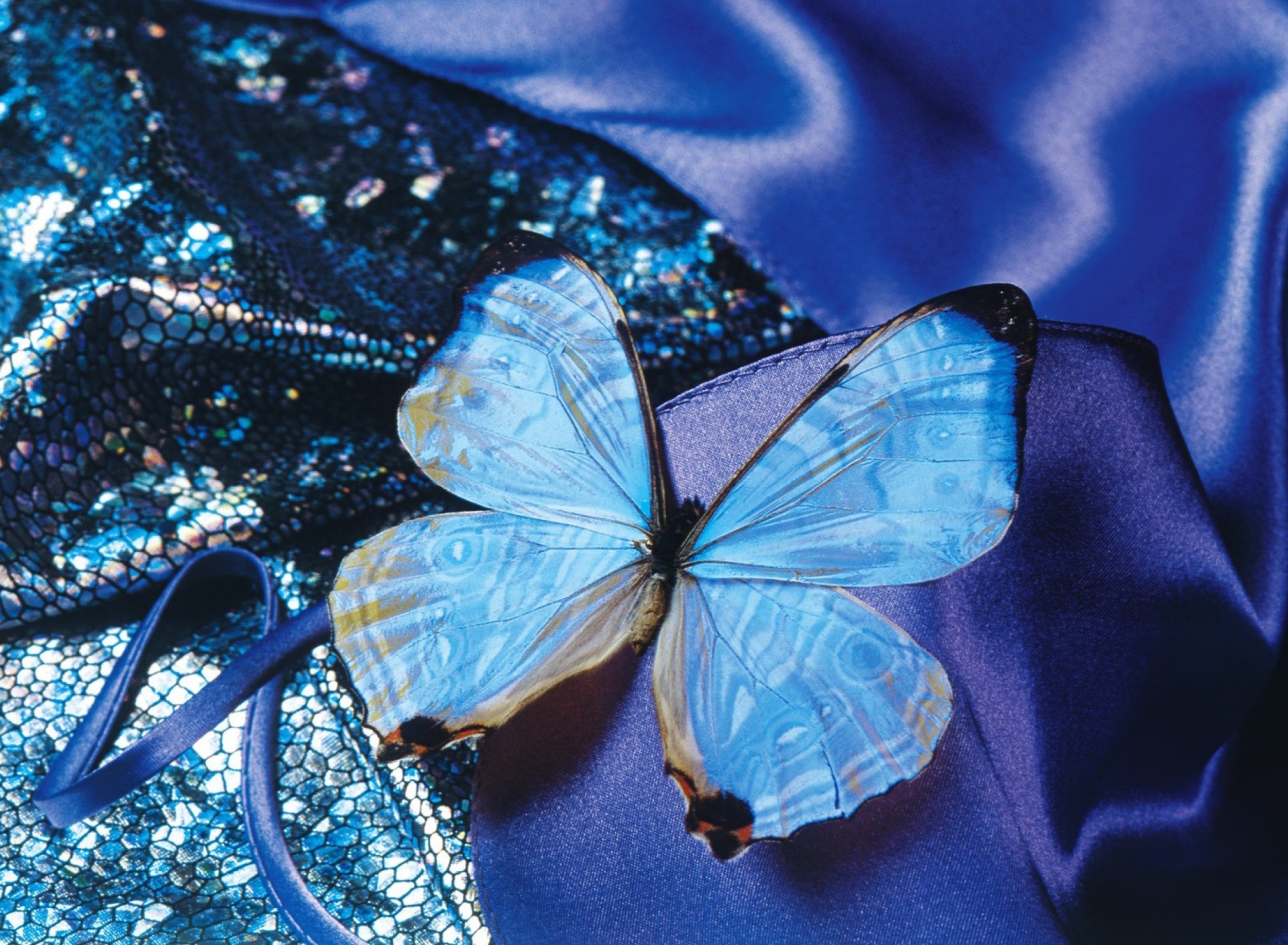 Fondo de pantalla Blue Butterfly 1920x1408