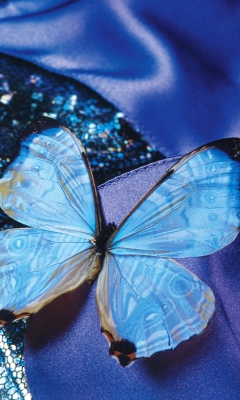 Blue Butterfly wallpaper 240x400
