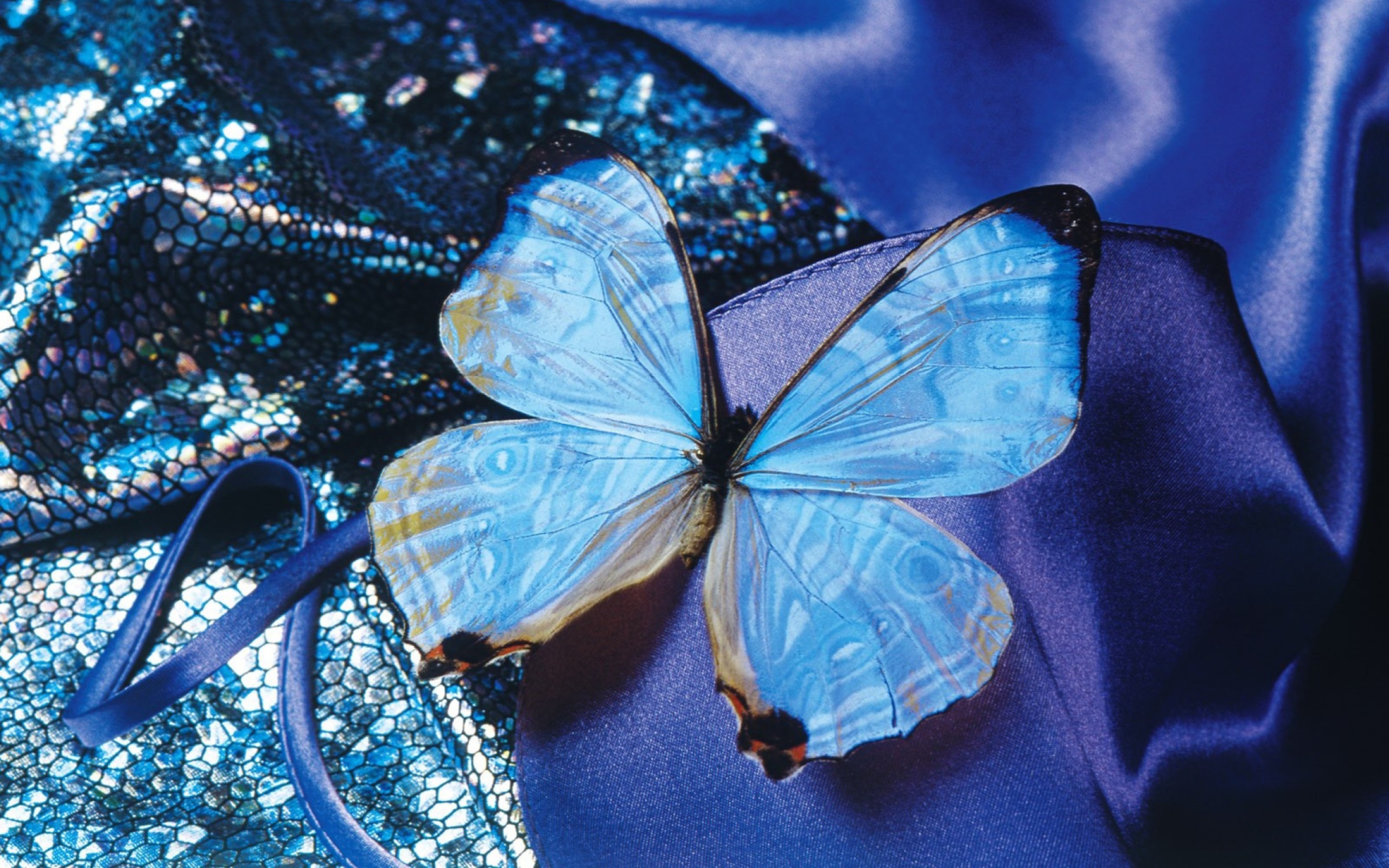 Fondo de pantalla Blue Butterfly 2560x1600