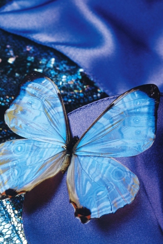 Fondo de pantalla Blue Butterfly 320x480
