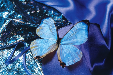 Fondo de pantalla Blue Butterfly 480x320