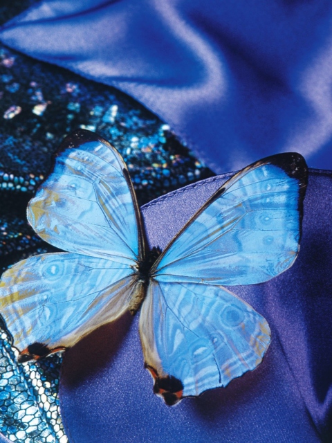 Screenshot №1 pro téma Blue Butterfly 480x640