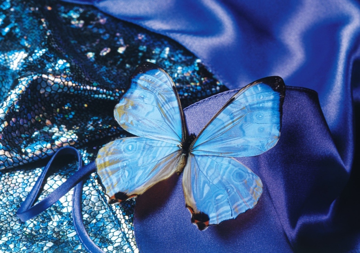 Das Blue Butterfly Wallpaper