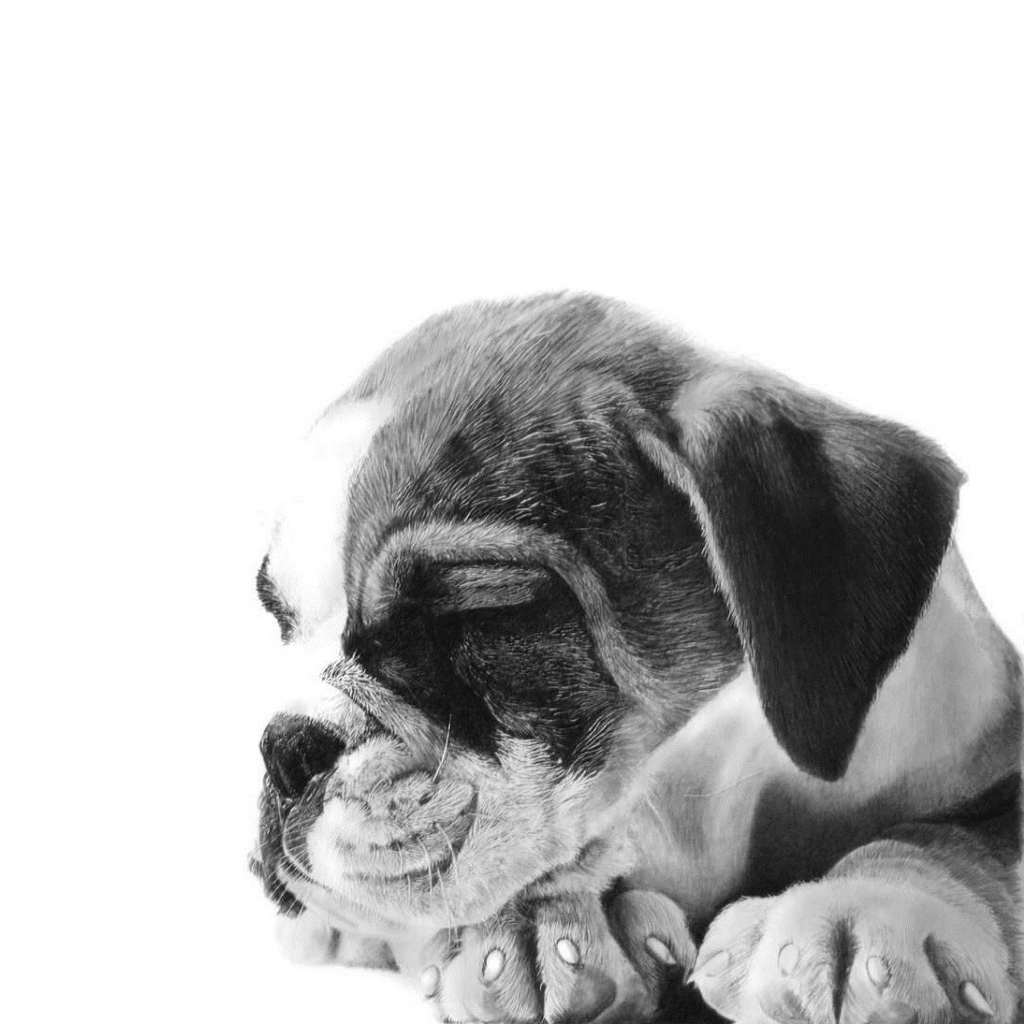 Fondo de pantalla Sleepy Puppy 1024x1024