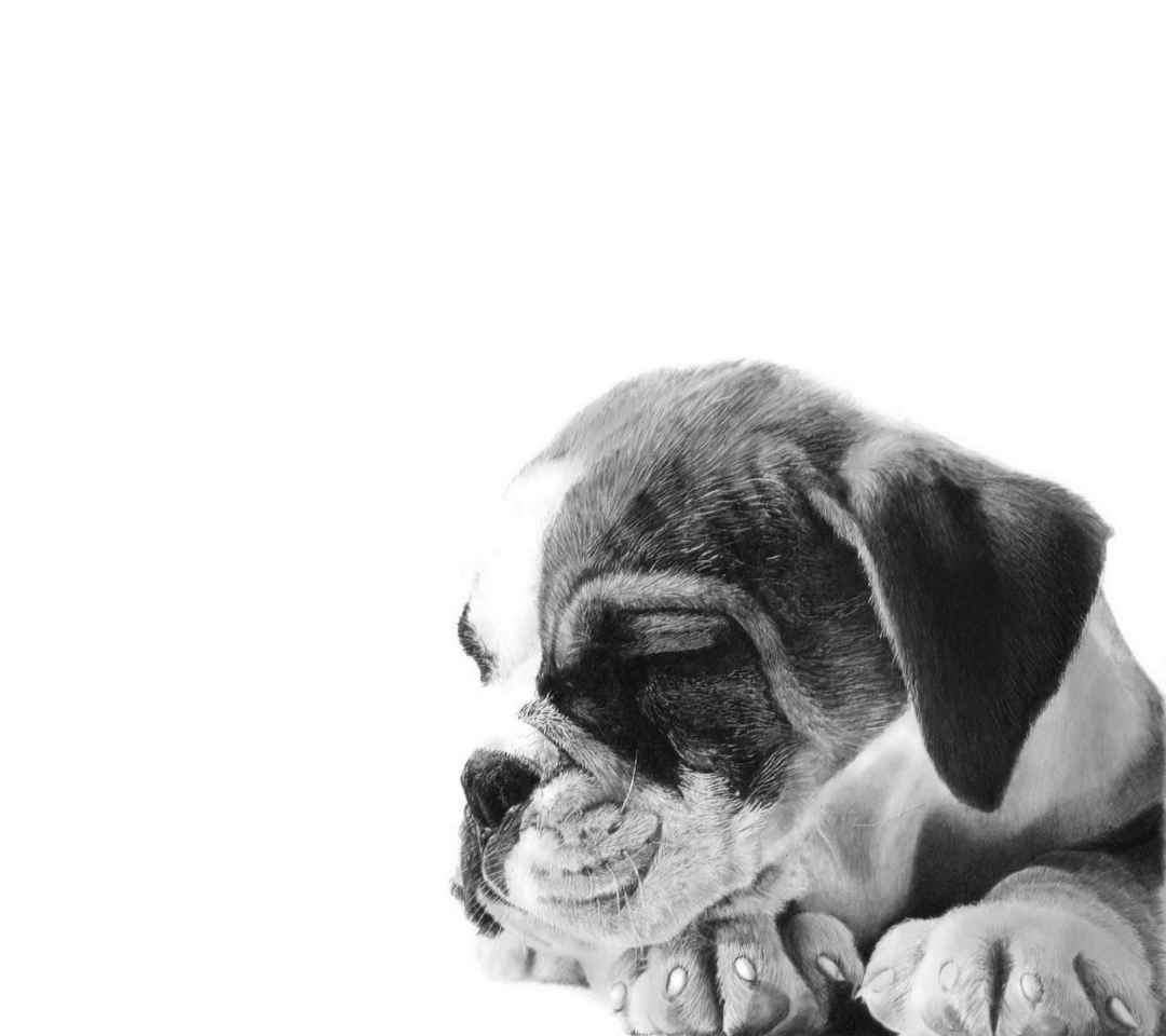 Das Sleepy Puppy Wallpaper 1080x960