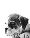 Fondo de pantalla Sleepy Puppy 128x160