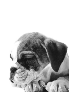 Das Sleepy Puppy Wallpaper 240x320