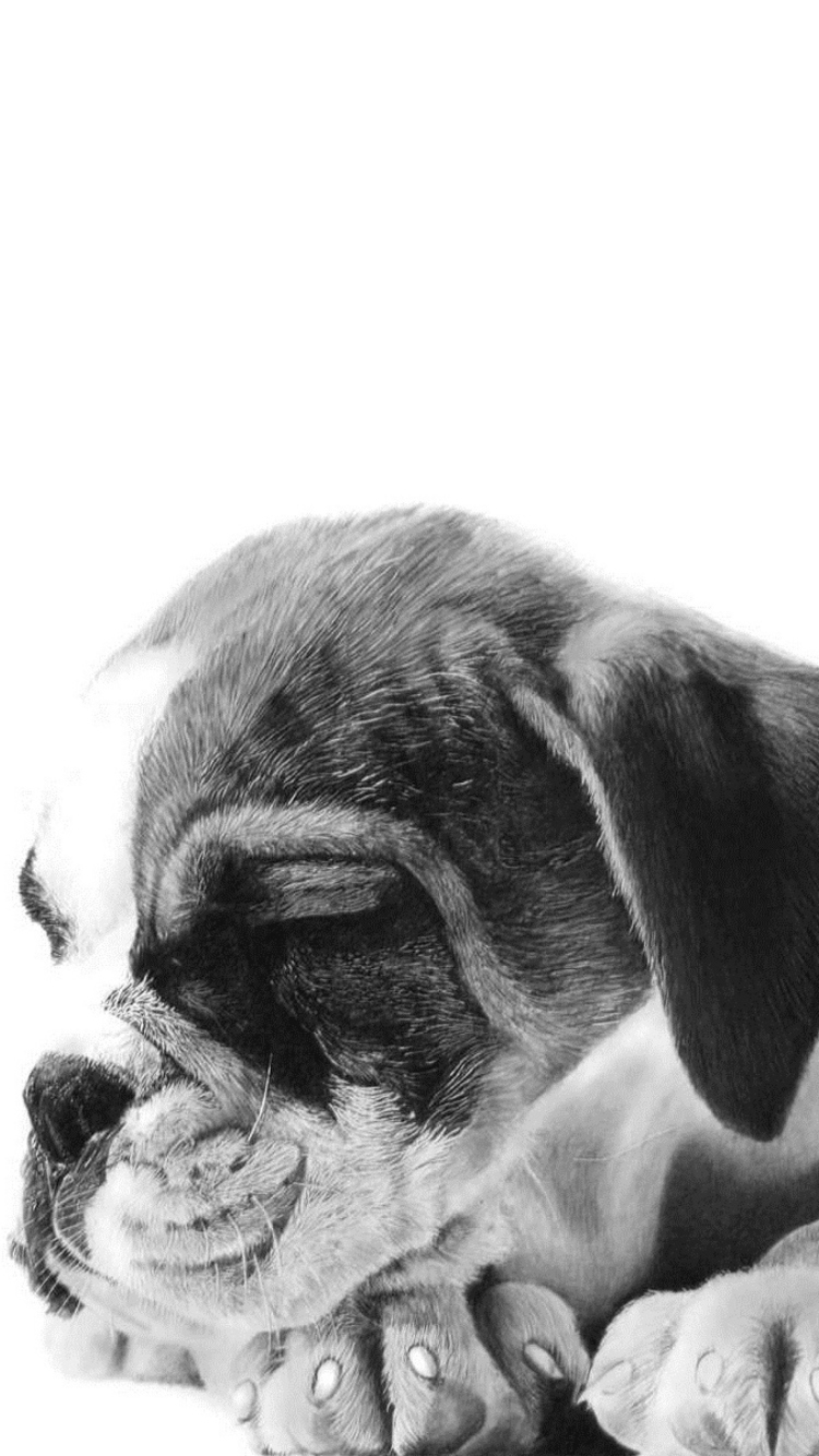 Sleepy Puppy wallpaper 750x1334