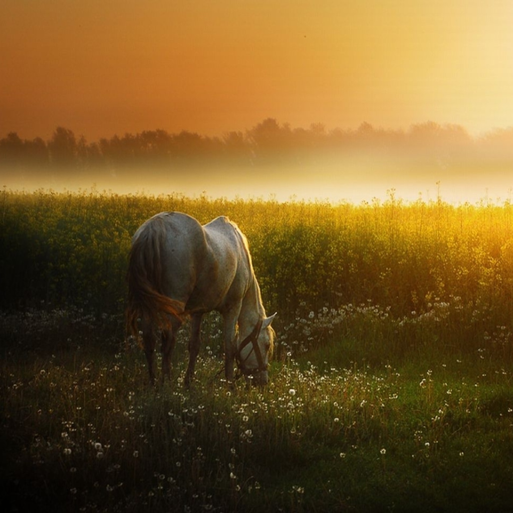 Обои White Horse At Sunset Meadow 1024x1024
