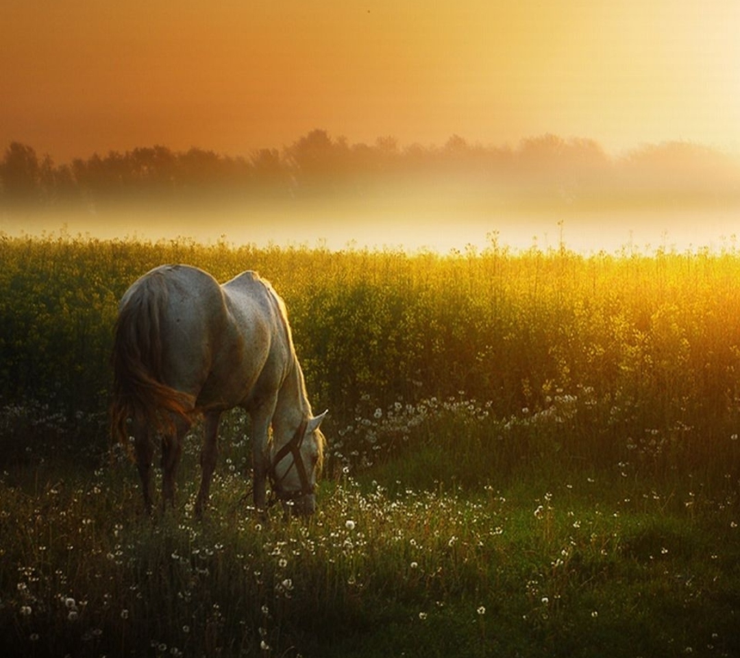 Fondo de pantalla White Horse At Sunset Meadow 1080x960