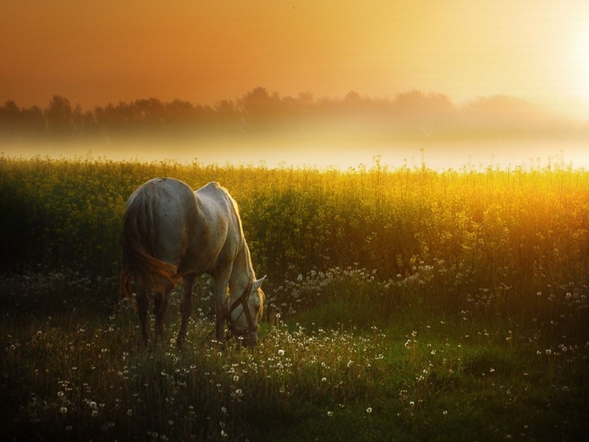 Fondo de pantalla White Horse At Sunset Meadow 1152x864