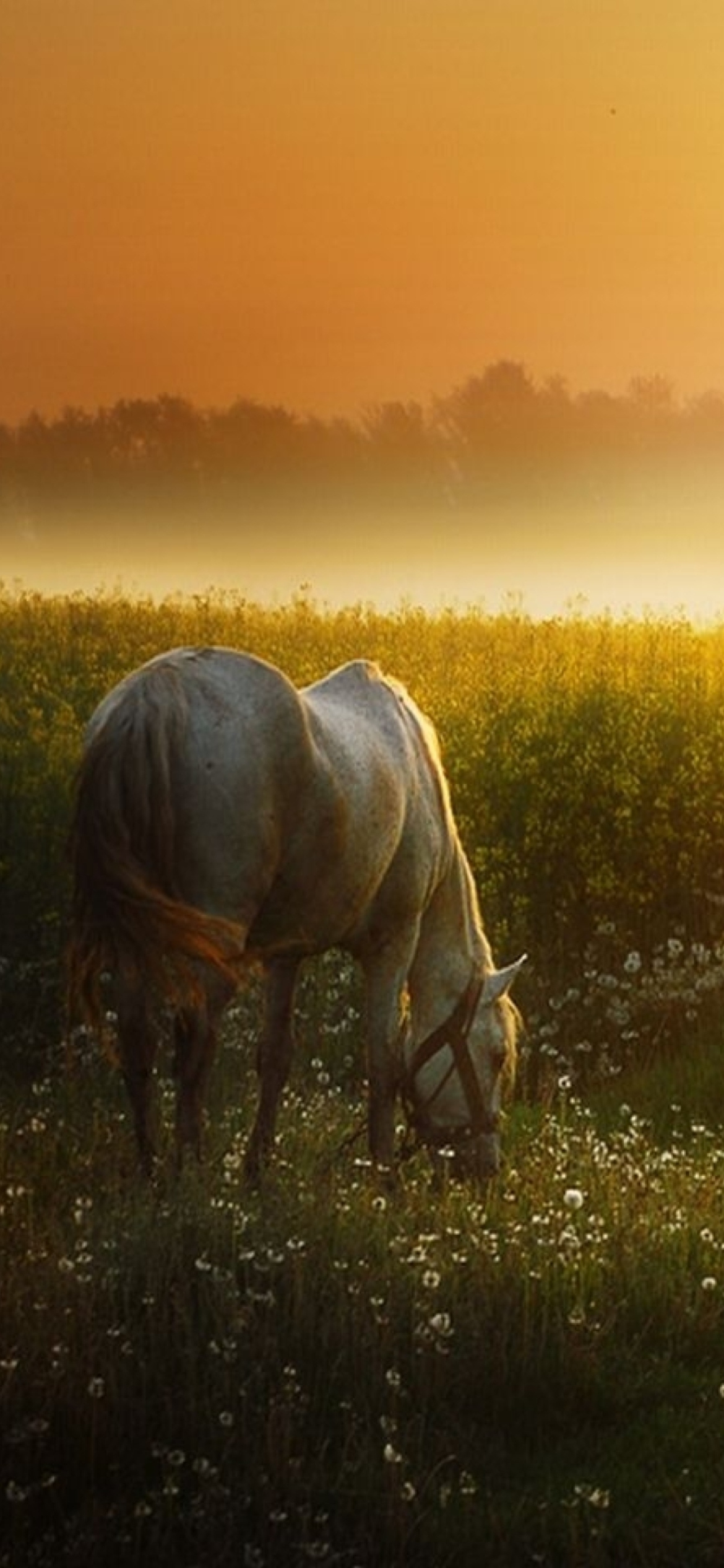 Fondo de pantalla White Horse At Sunset Meadow 1170x2532
