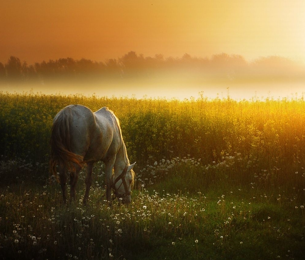 Fondo de pantalla White Horse At Sunset Meadow 1200x1024