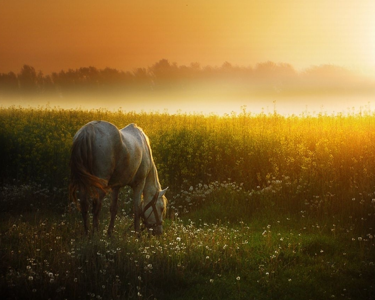 Screenshot №1 pro téma White Horse At Sunset Meadow 1280x1024