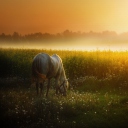 White Horse At Sunset Meadow wallpaper 128x128