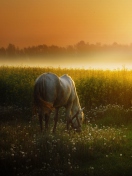 White Horse At Sunset Meadow wallpaper 132x176