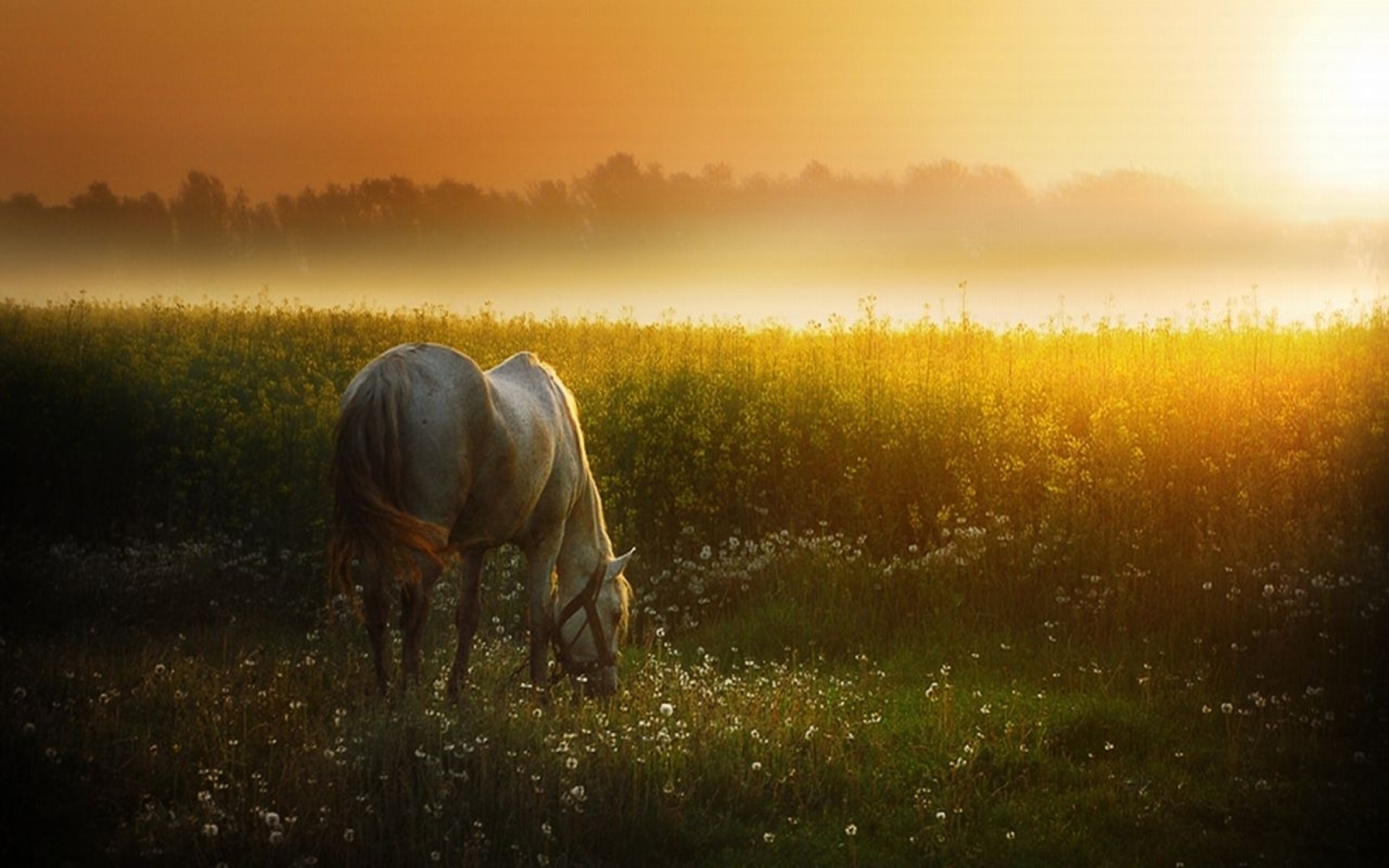 лошадь, трава, закат скачать
