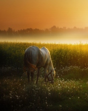 Обои White Horse At Sunset Meadow 176x220